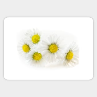 Blooming Daisies Sticker